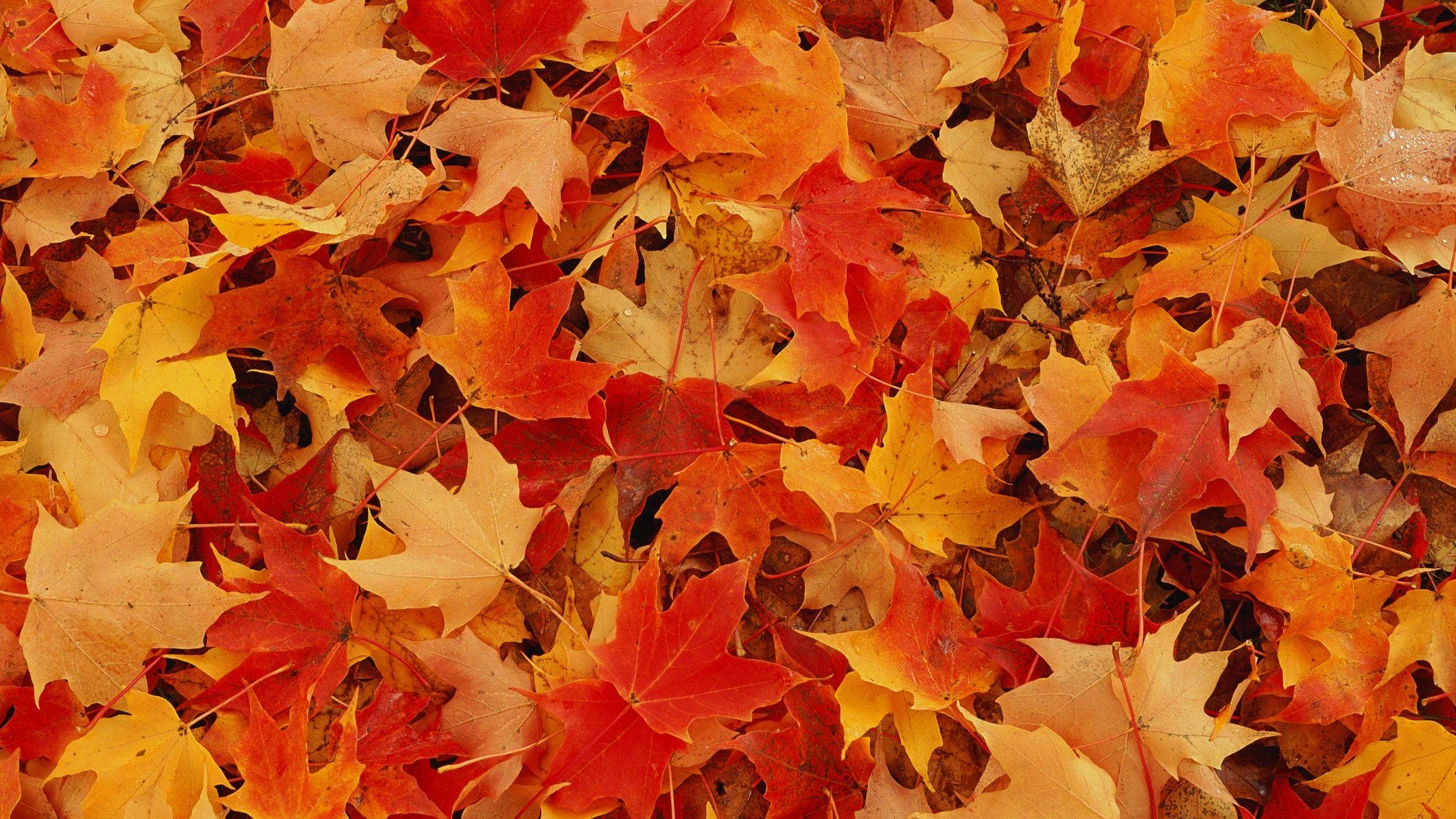 Sheboygan fall leaf pickup starts, Bonnie Blair to speak on dementia