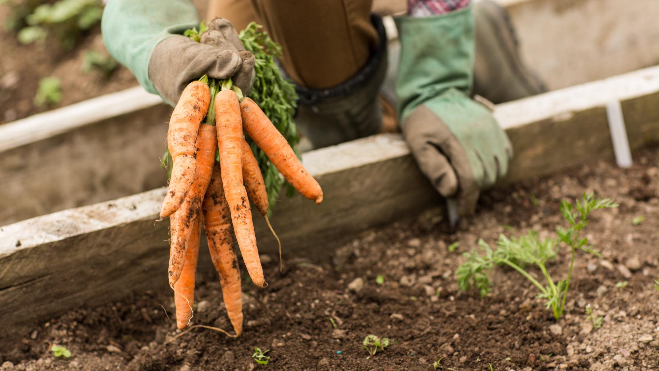 Как вырастить хороший урожай моркови. Морковь. Морковь на грядке. Морковь в огороде. Морковная грядка.