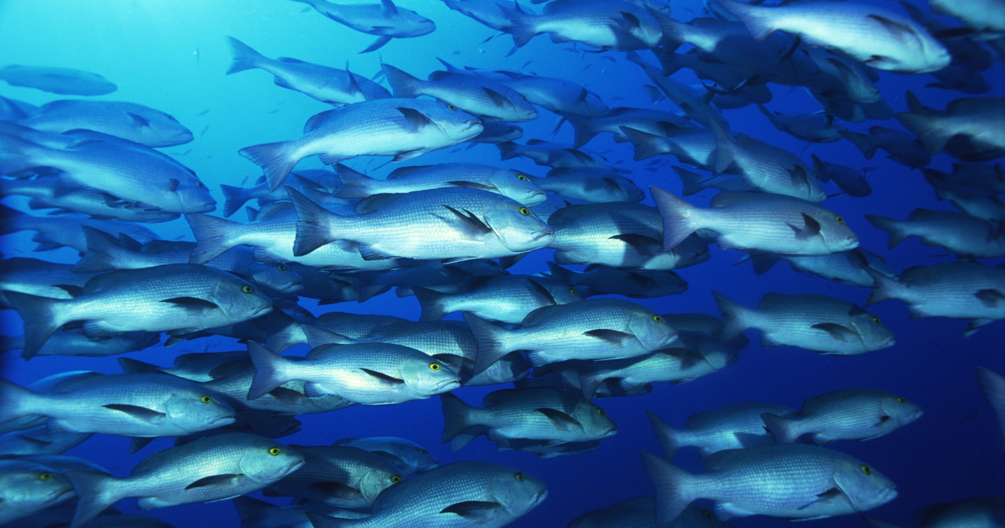 Kevin Naze: Green Bay rivers teeming with fish