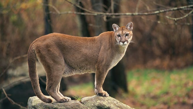 Putnam Woman Says She Tailed A Mountain Lion [ 372 x 660 Pixel ]