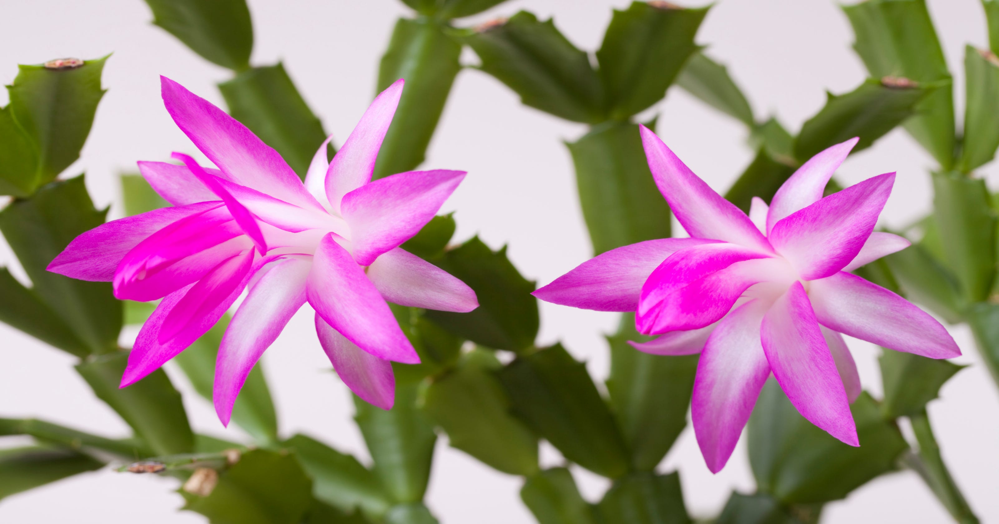 Blooming Beauty: Discover The Perfect Christmas Cactus For Your Home