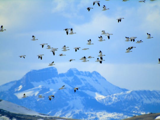 Freezout Lake ice and snow scatters annual migration of geese