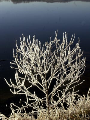 Frost covers a small plant on the shore by McDaniel Lake. You might see frost-coated plants this weekend.