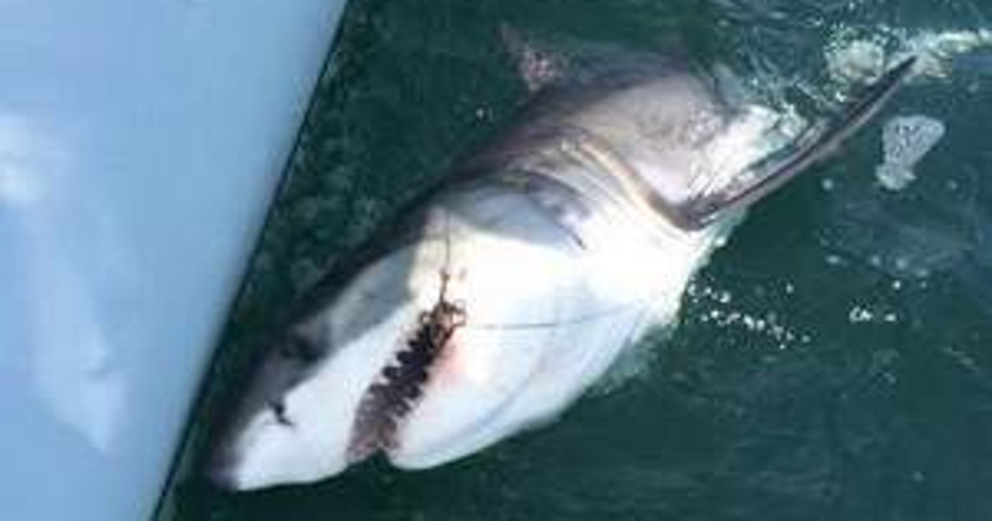 Sharks at the jersey shore