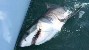 Rich Lattanzi of the fishing boat "On The Hunt" leaders a Great White Shark boatside just off the beach in LBI.