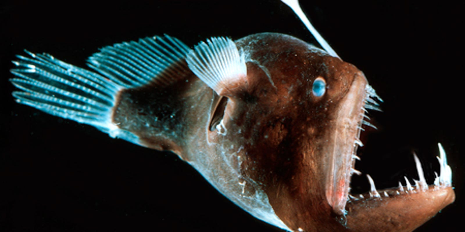 A deep sea anglerfish uses its own kind of lure to attract prey