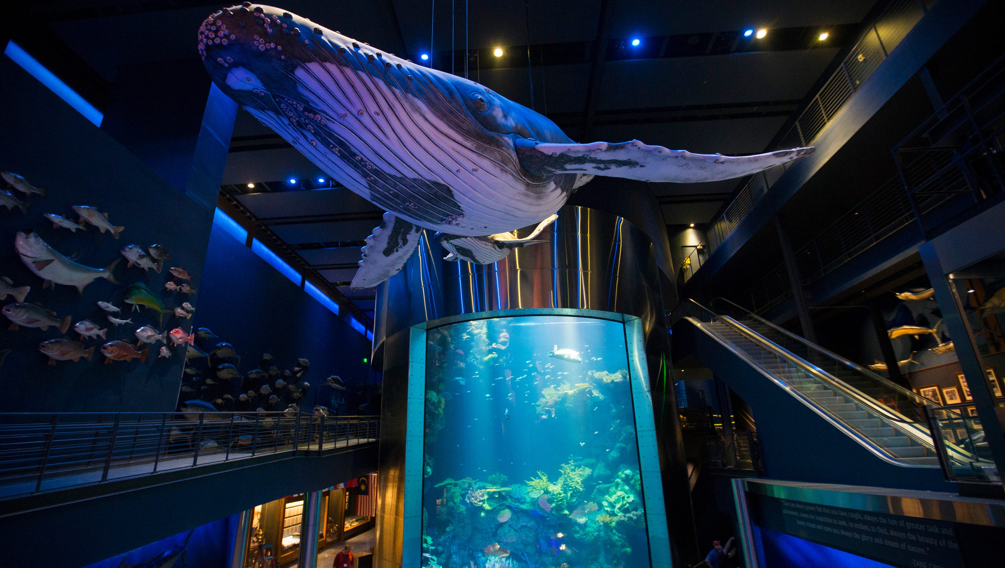 Wonders of Wildlife aquarium and museum debuts this week - 636409923942649387 TWOW00332