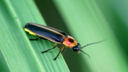 Learn about fireflies at the Hudson Highlands Nature Museum on July 5.