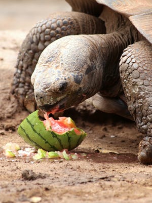 During Phoenix Zoo’s Winter in July celebration, animals receive special frozen treats. 