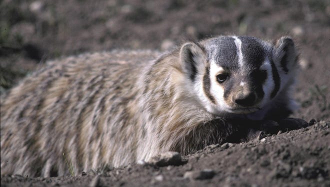 Badgers are native Montana mammals and incredible digging machines