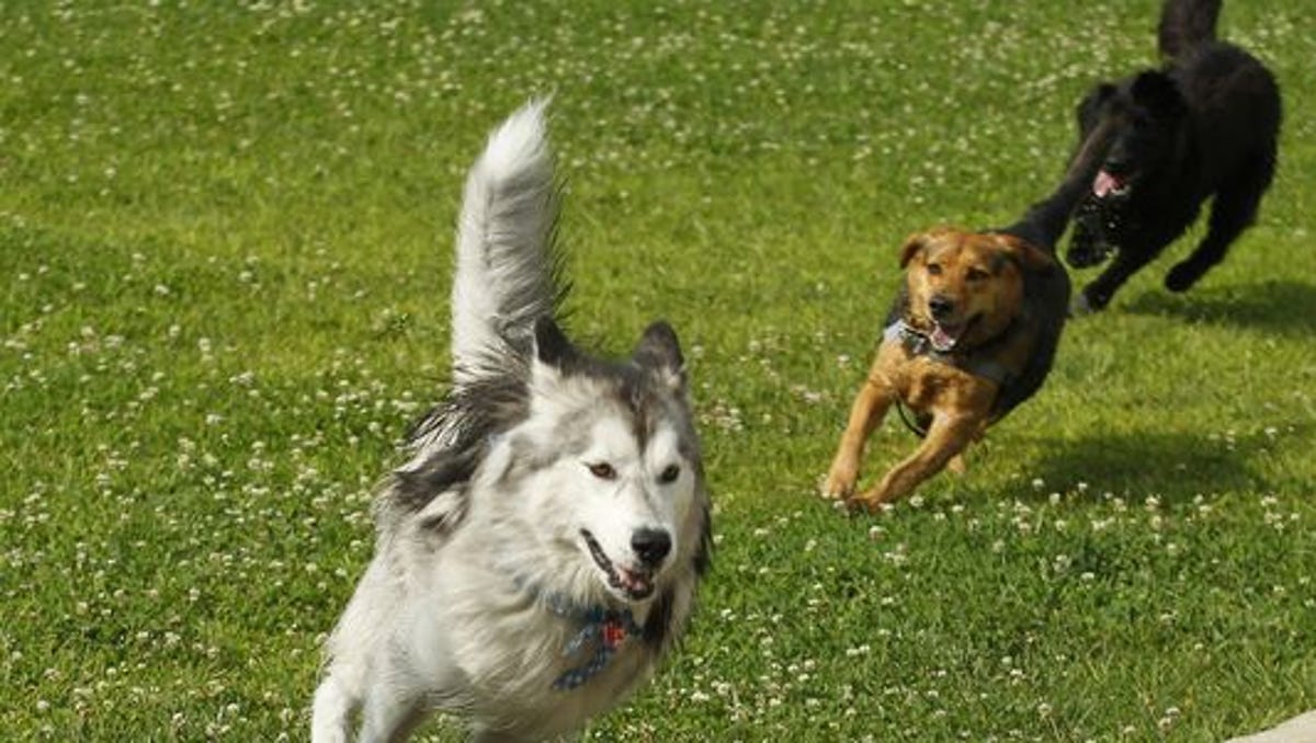Dog Flu Confirmed In Lafayette What Indiana Dog Owners Need To Know