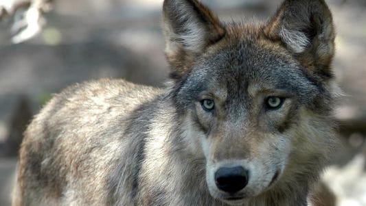 Only three wolves remain on Isle Royale, down from nine last year, according to the winter survey by scientists at Michigan Technological University.