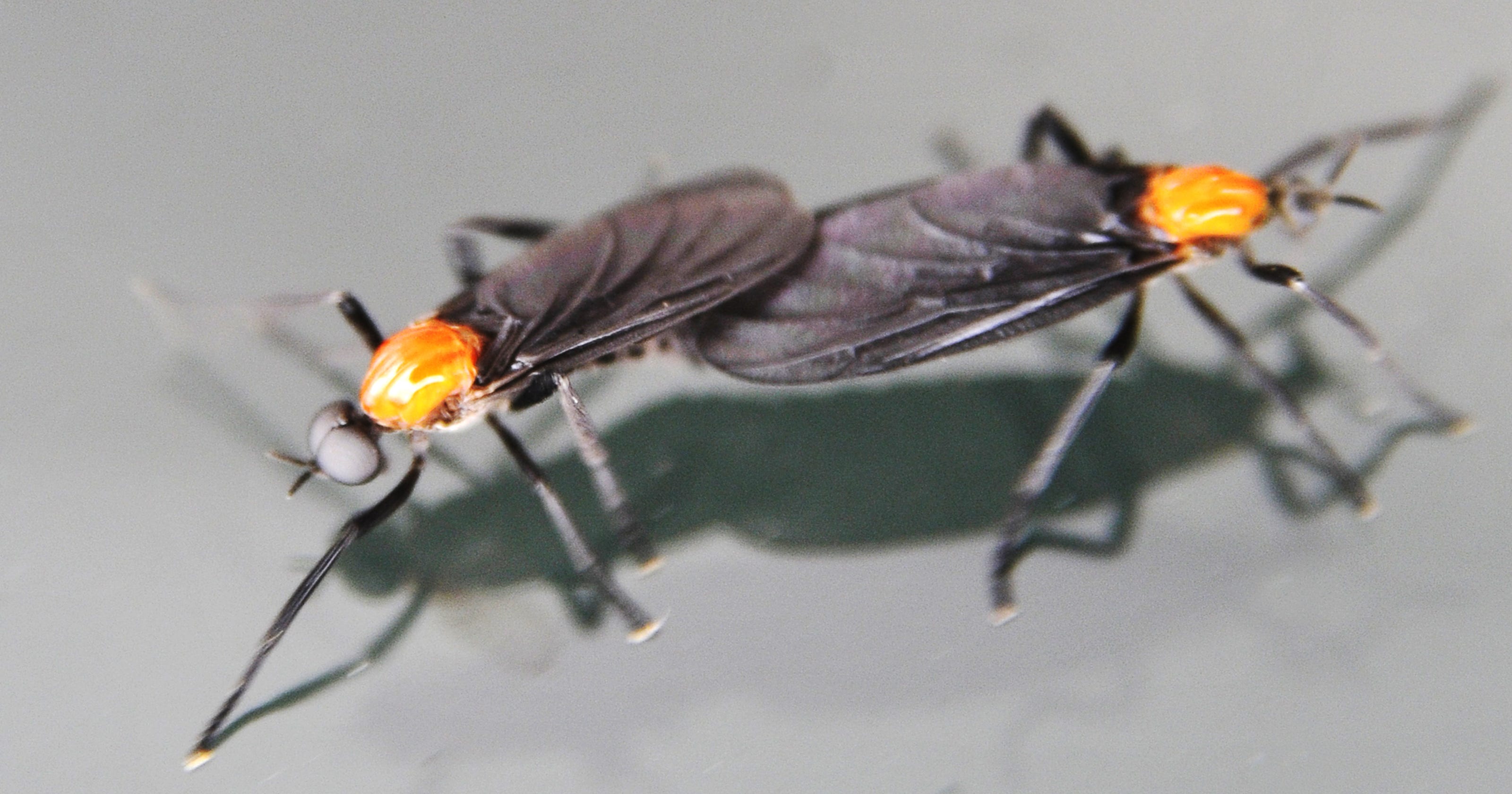 Lovebugs In Mississippi Will Be Worse Than Ever In 2019