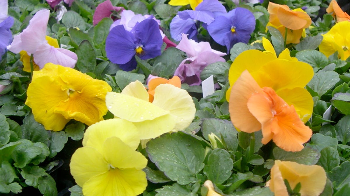 Grow Pansies In Winter They Ll Last Into Spring
