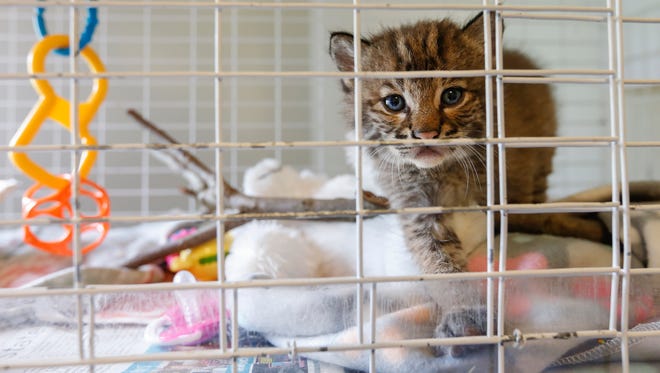 Lamia, a three-week-old female bobcat, crawls around her cage Tuesday, May 30, 2017 as she waits for Georgia Lafita to feed her.