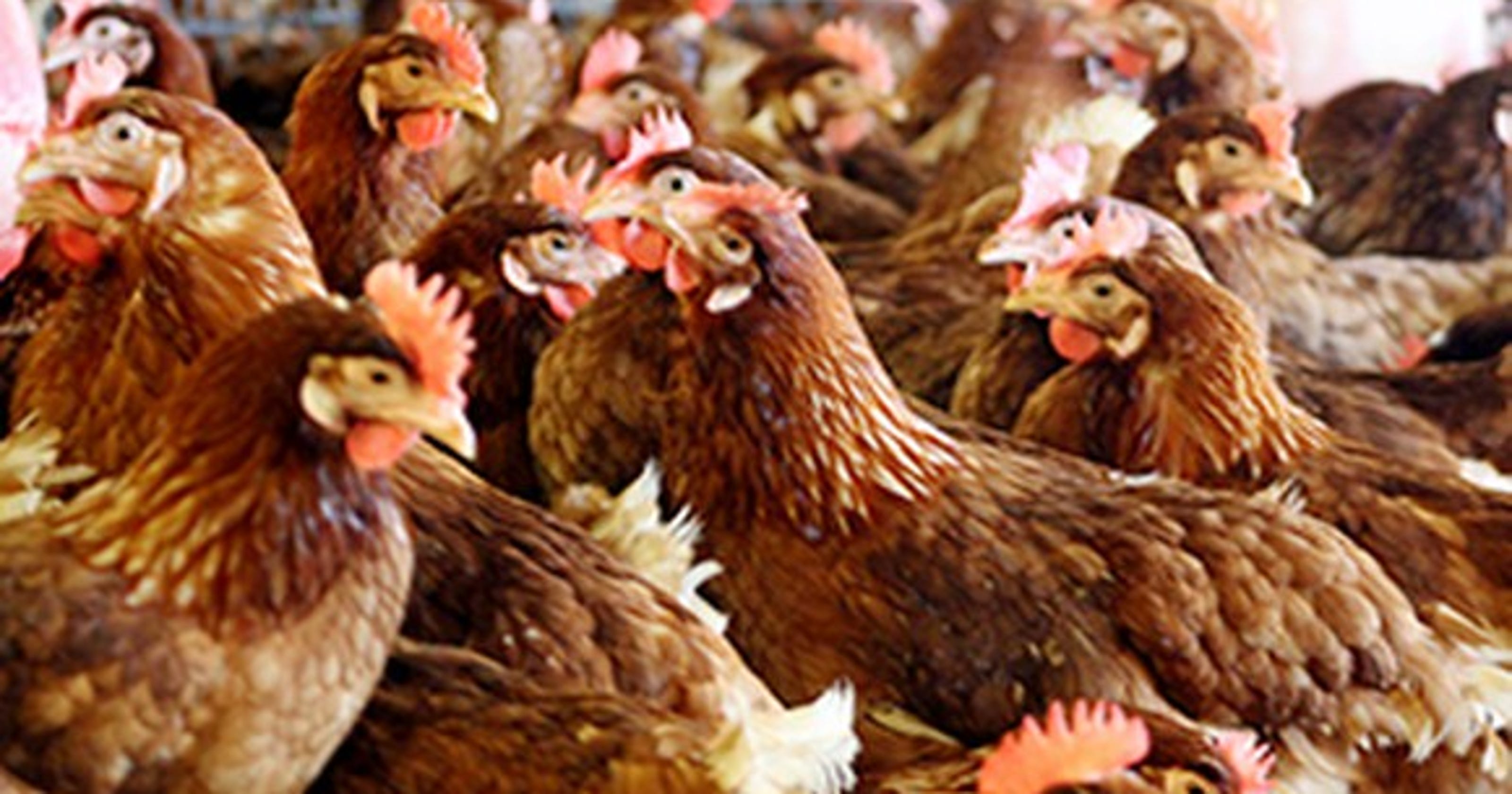 Nation's largest egg producer buying Texas egg farm