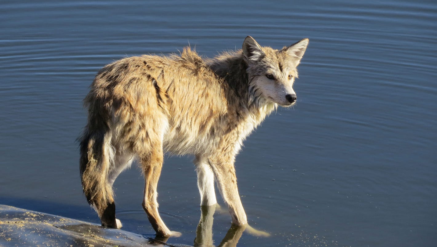 Coyote Attack In Canton Kills Family Dog