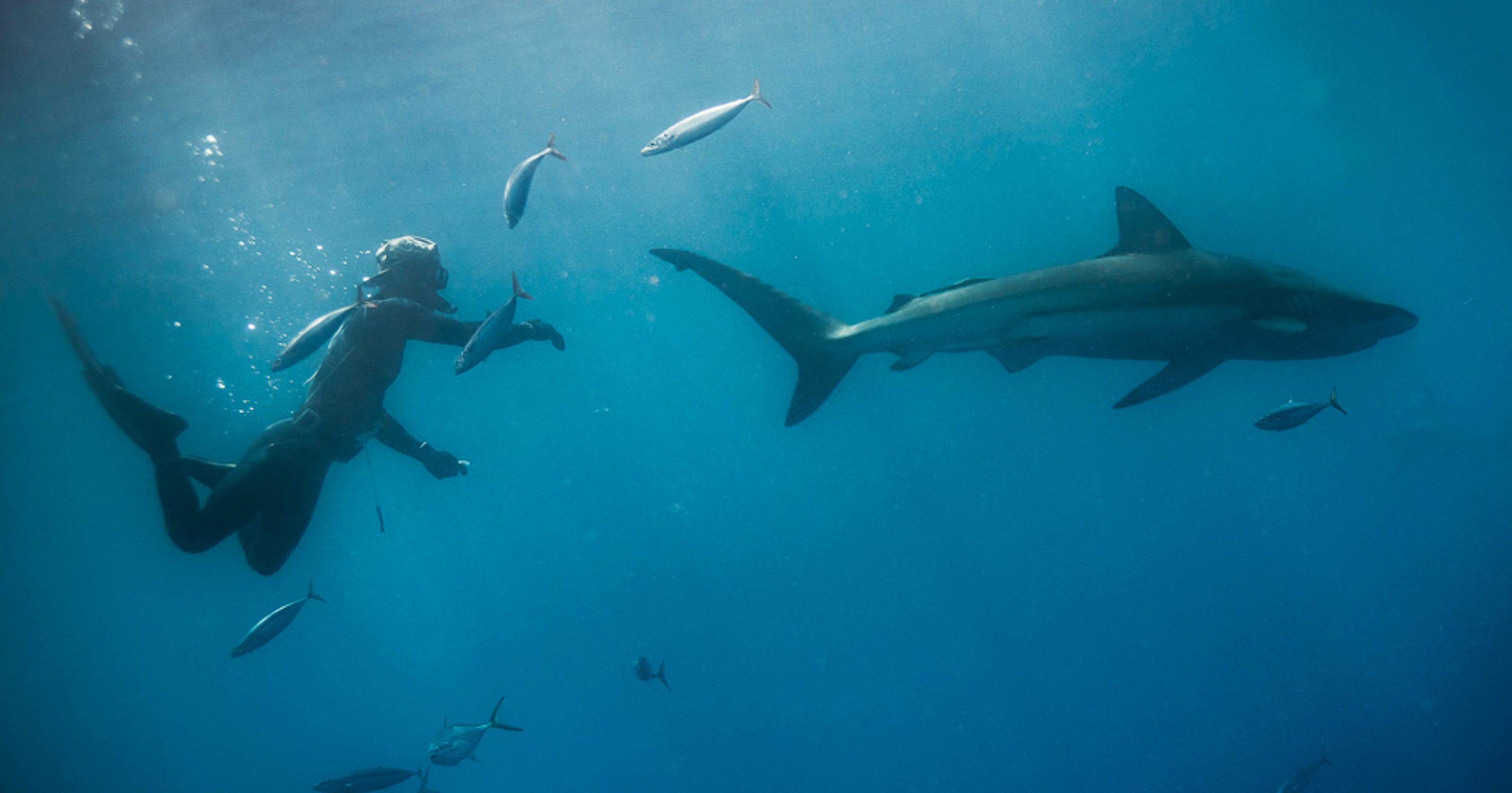 Shark Bites 2017 An Average Year Say Shark File Keepers