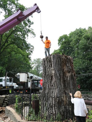Charles Faust, of Woodstock stands on the stump of a 300-year-old Eastern cottonwood tree that was taken down on Wednesday in the Town of Newburgh.