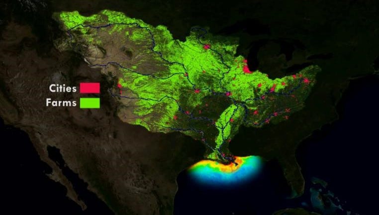 The Gulf of Mexico dead zone (in yellow and blue) is fed by excess nutrients from farms and cities in the central USA.