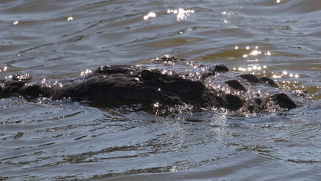 A crocodile floats in the Sanibel River at the Sanibel Island Golf Club on Wednesday. The reptile has taken up residence over the last several weeks. It is a rare sighting to see them this far north.  