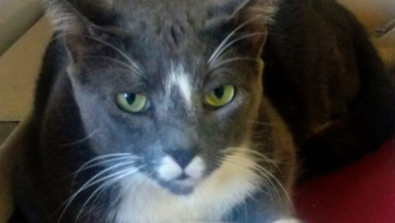 Toby Could Be Your New Best Friend Dogs Cats Forever Pet Of