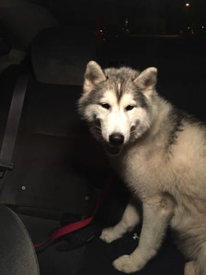 Kodi was reunited with his family early Tuesday.