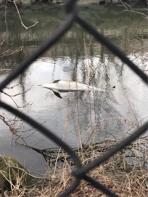 A dead dolphin was seen in the Hutchinson River near Glover Field in Pelham, March 24, 2017
