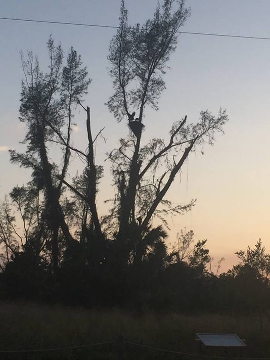 Hurricane Irma Bald Eagle Nest On Marco Island Survives Storm