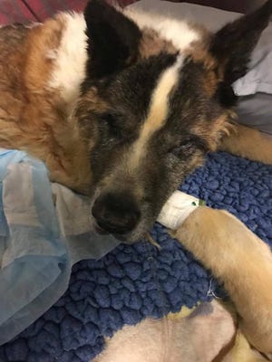 A dog left at Oradell Animal Hospital Nov. 3, 2017.
