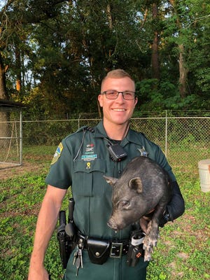 A pig fell out of a pickup truck near the Aenon Church Road and Pine Park Circle area. Now, the Leon County Sheriff's Office is trying to find its owner.