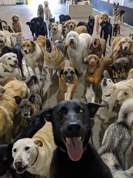 This Pack Of Dogs At A Loveland Doggy Day Care Just Took