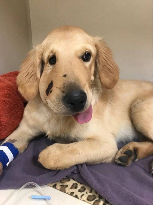 Dog bitten by rattlesnake called 'hero' for saving owner in Arizona