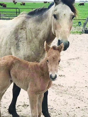 This young filly, born on Easter Sunday, is a nice addition to Double Spade Horse Company, owned by brothers Evan and Dylan Jacks in Kiowa County.