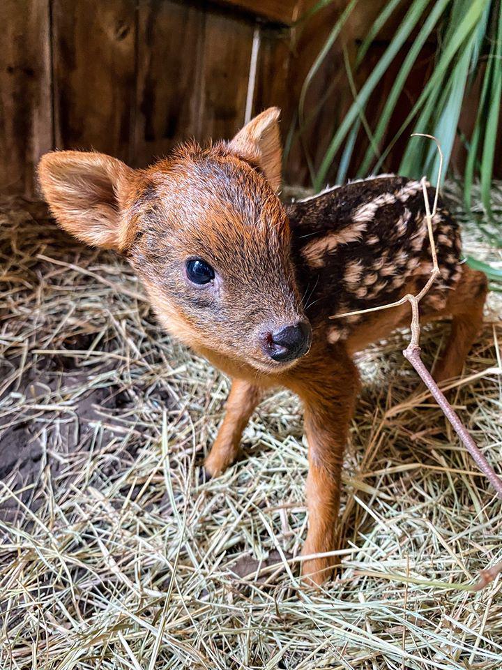 Oh Deer New Baby Born At Jacksonville Zoo