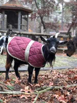 Blossom, the goat, is missing from the Winslow Farm Animal Sanctuary in Norton and a reward is being offered to help bring her home. SHe was not wearing the jacket when she went missing.