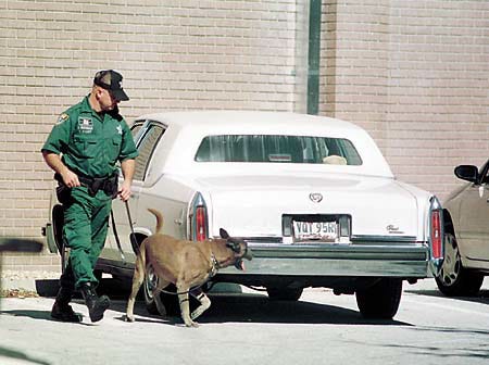 Prior to entering the courthouse, Polk County Sheriff's deputy Steve McDonald and his canine partner Roy B. look for bombs in the parking lot along Avenue A NE.