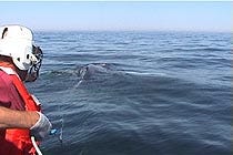 A member of the rescue team from the Center for Coastal Studies in Provincetown assesses an endangered humpback whale yesterday before attempting to untangle it from fishing gear. The animal was reported in poor condition by whale watch boats at about 10 a.m. yesterday.
