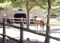 Horses graze at Hatch Hollow stables in Falmouth, where Rebecca McNamara boarded her horse. She and her instructor were returning here at the time of the accident.