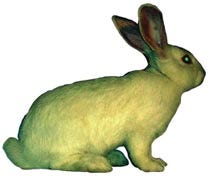 Alba, the glow-in-the-dark bunny, is the product of a most unnatural union between a rabbit embryo and green fluorescent protein from a jellyfish. She is the flash point for the debate over a brave new world where altering the living seems effortless.