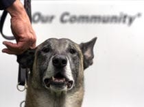 Shadow, a Belgian    Malinois who has worked with Yarmouth  police since he was a year old, gets a well-deserved scratch    behind the ear from his partner,    officer Peter McClelland. The two were honored with a celebration yesterday.