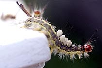 A white-marked tussock moth caterpillar crawls on a house railing in Nantucket yesterday. The elaborately adorned insect is less than beautiful to many islanders, as it chomps its way through the trees on Main Street.