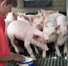 Melissa McCann, 14, of Falmouth, proved the best at getting the pig into the poke. Above, the piglets wait their turn for the greasy shortening, applied by Ben McGuire, 13, of Sandwich.