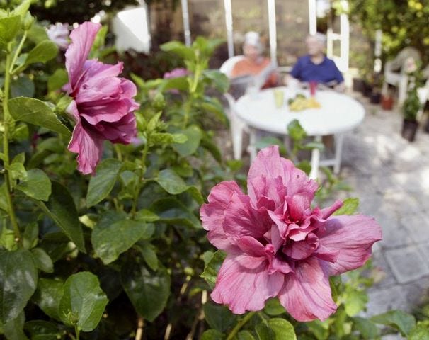 PIERRE DuCHARME/Ledger photos
Winter Haven hibiscus hobbyists Ed and Jane Flory grow this "Dolores del Rio" with its striking, purplish, pink-edged, double blossoms.