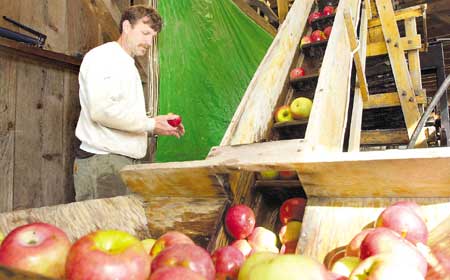 Gordon Baker examines an apple to be pressed into cider at Baker's Farm in Stratham.