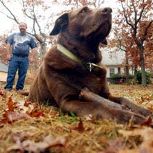 Travis, a 61/2-year-old male chocolate Labrador retriever, and his owner, Arthur Cunningham of Falmouth, in background, have both been hounded by Kevin Donohoe, who says he wants animal control laws enforced.