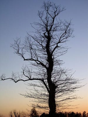 The horizon glows orange at sunset behind a bare tree standing off Holston Road Tuesday evening.