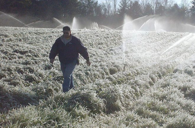 Danny McConnell walks through his ice-covered strawberry plants April 1 at his farm in Dana. Fearing an overnight freeze would ruin their strawberry crop, some county growers used overhead irrigation systems to coat the strawberry blossoms with frozen water. The ice crystals protect the delicate blossoms.