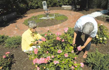 Erica Dodge, left, and Betty Wood tend to rose bushes in the State Street pocket park in POrtsmouth. The small park has been dedicated to the late Jay Smith. Smith was a founding member of the Seacoast Land Trust and was dedicated to preserving tracts of land, both big and small.