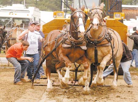 Handlers scramble out of the way as a team of horses pulls a concrete sled at the Deerfield Fair.